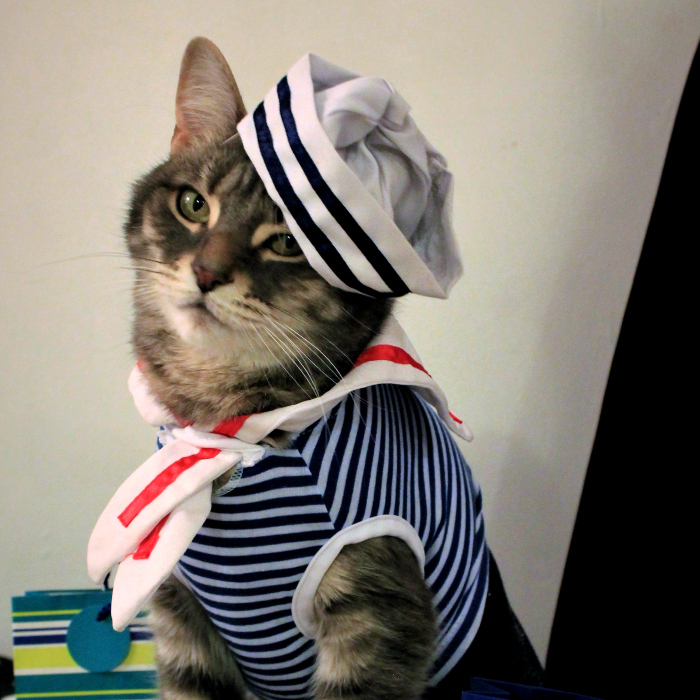 This Cat Enjoys Dressing Up!