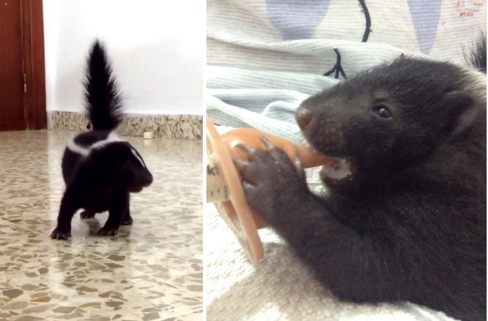 Tiny Baby Skunk Stomping For The First Time
