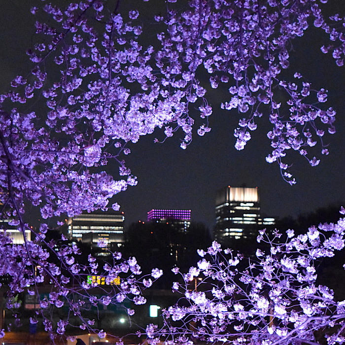 Japanese Cherry Blossoms In Tokyo