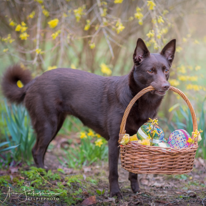 Easterphotos Kelpie Style!