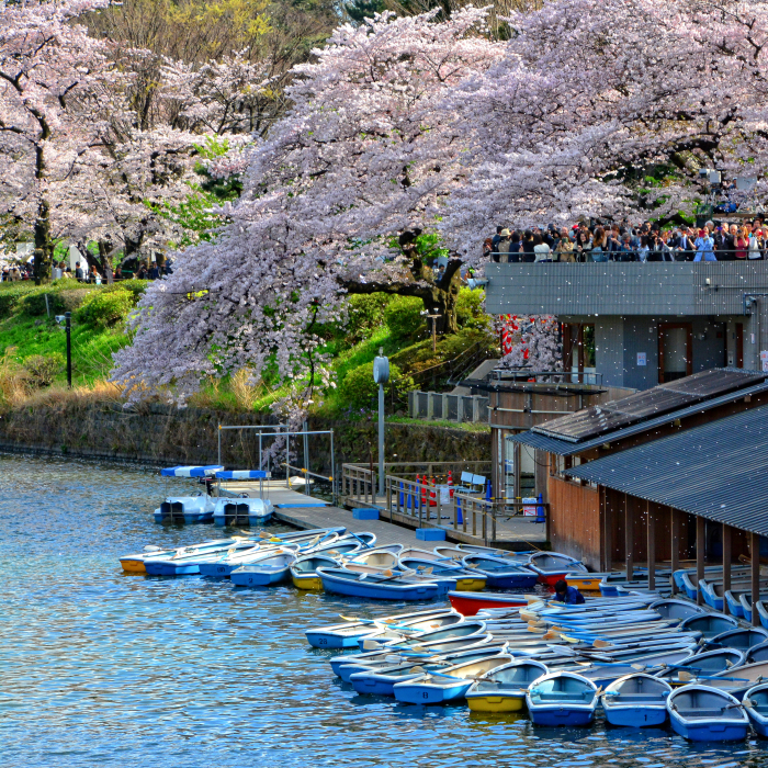 I Spent Two Weeks In Japan And I Fell In Love With This Country Where Past And Future Collide