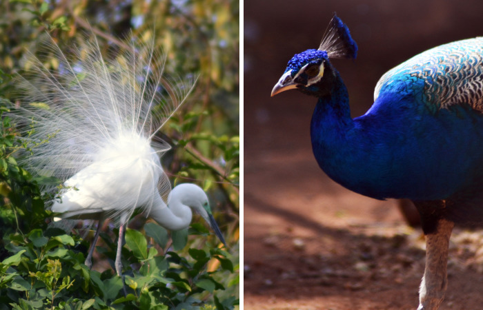 Beautiful Birds I Clicked In India