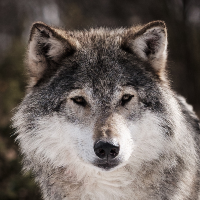 I Took Powerful Portraits Of Wolves In Norway