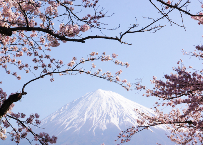 Cherry Blossoms With Mt. Fuji