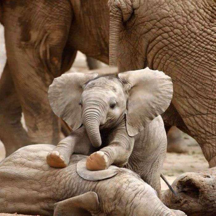 https://www.boredpanda.com/blog/wp-content/uploads/2017/04/cute-baby-elephants-41-5901b9fddcca9__700.jpg
