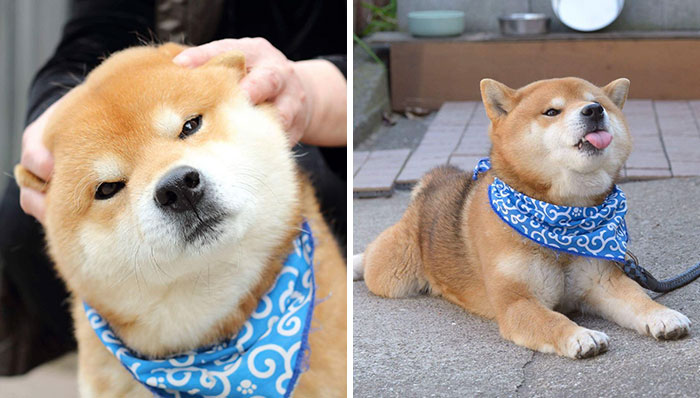 Este es Ryuji, el perro shiba más expresivo de todo Japón