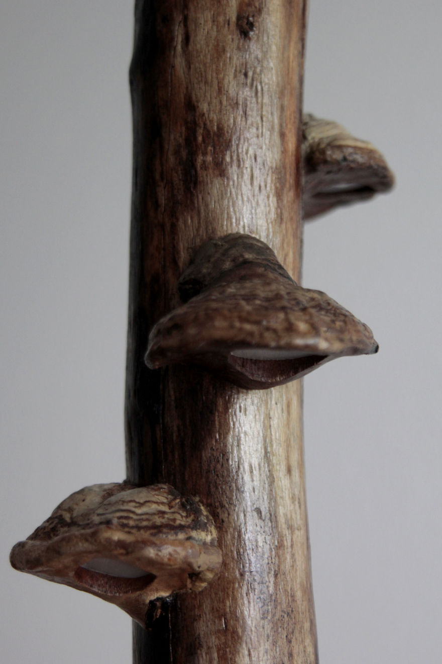 Mushrooms & Light = Awesome!