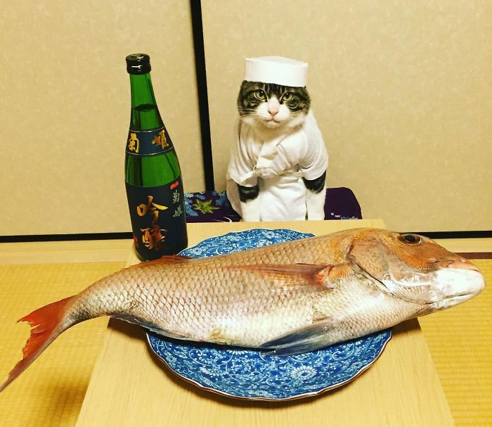 Este gato chef cena cada noche con su dueña vistiendo un disfraz distinto