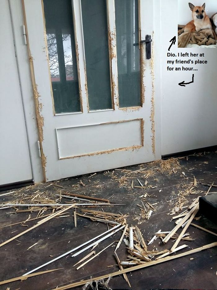 Qualified Woodworking: Claws & Teeth Inc.