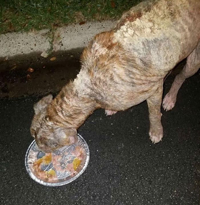 discarded-bait-dog-old-armchair-duke-10