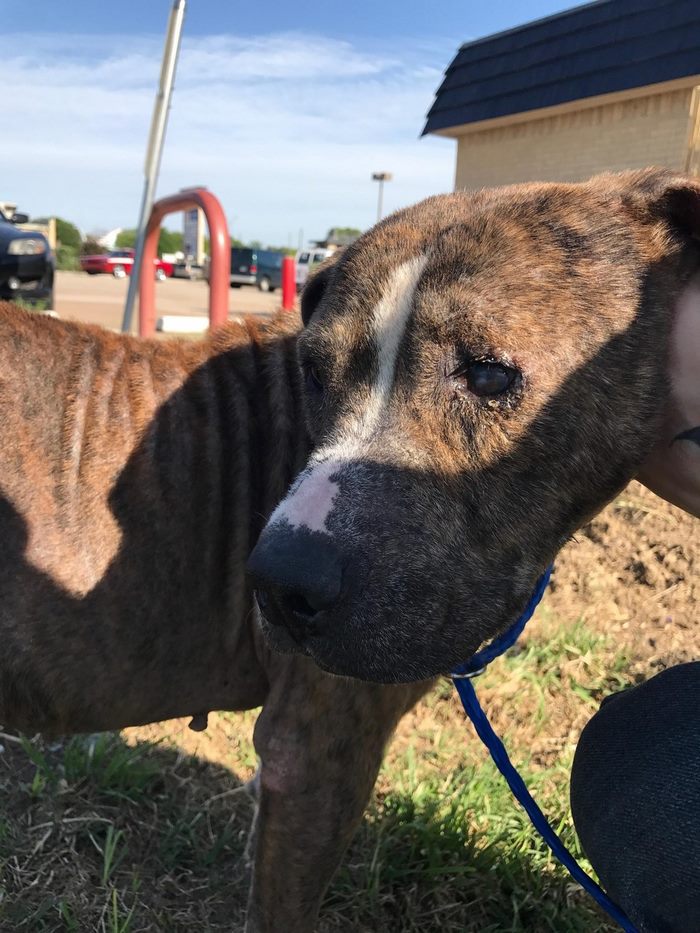 discarded-bait-dog-old-armchair-duke-2