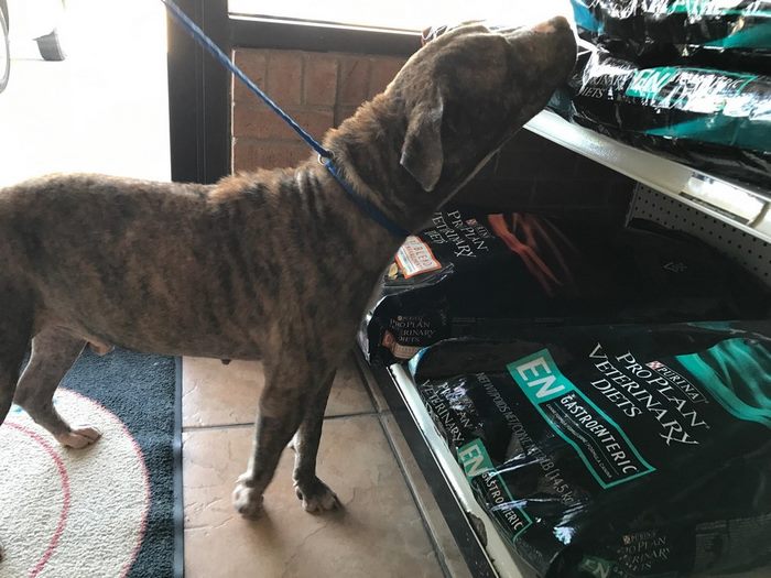 discarded-bait-dog-old-armchair-duke-4 discarded-bait-dog-old-armchair-duke-4