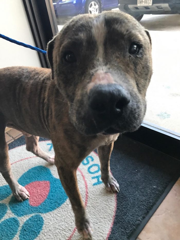 discarded-bait-dog-old-armchair-duke-5 discarded-bait-dog-old-armchair-duke-5