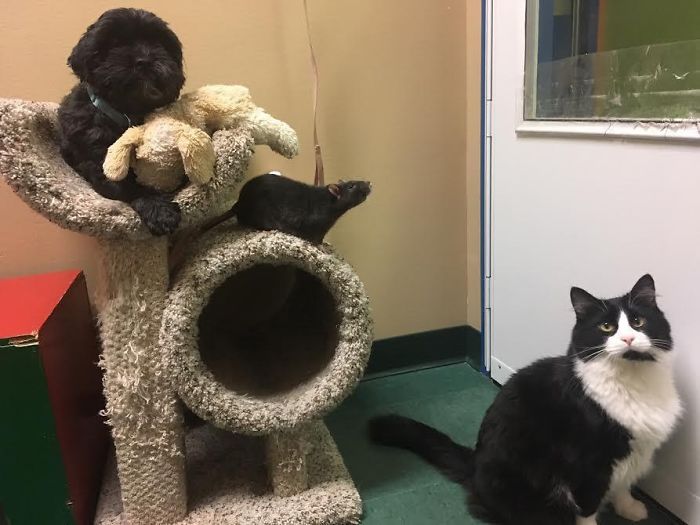 After This Cat, Dog, And Rat Were Left At A Shelter Together They Refuse To Be Separated After This Cat, Dog, And Rat Were Left At A Shelter Together They Refuse To Be Separated
