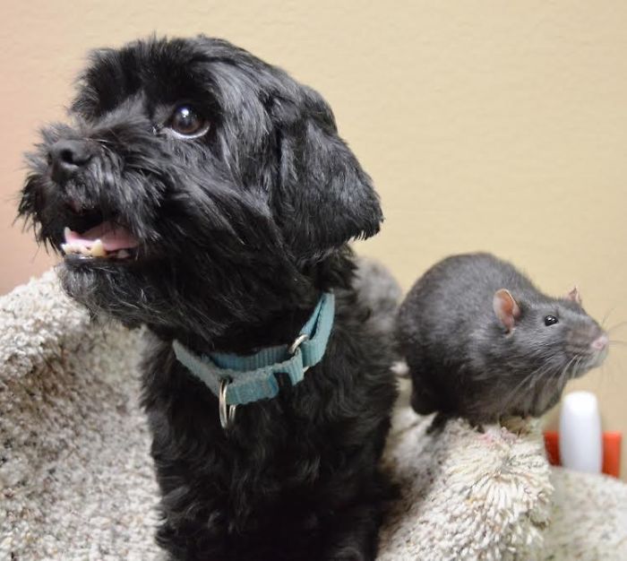 After This Cat, Dog, And Rat Were Left At A Shelter Together They Refuse To Be Separated After This Cat, Dog, And Rat Were Left At A Shelter Together They Refuse To Be Separated