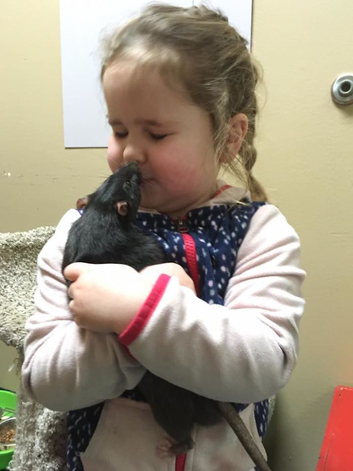 After This Cat, Dog, And Rat Were Left At A Shelter Together They Refuse To Be Separated After This Cat, Dog, And Rat Were Left At A Shelter Together They Refuse To Be Separated