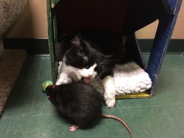 After This Cat, Dog, And Rat Were Left At A Shelter Together They Refuse To Be Separated