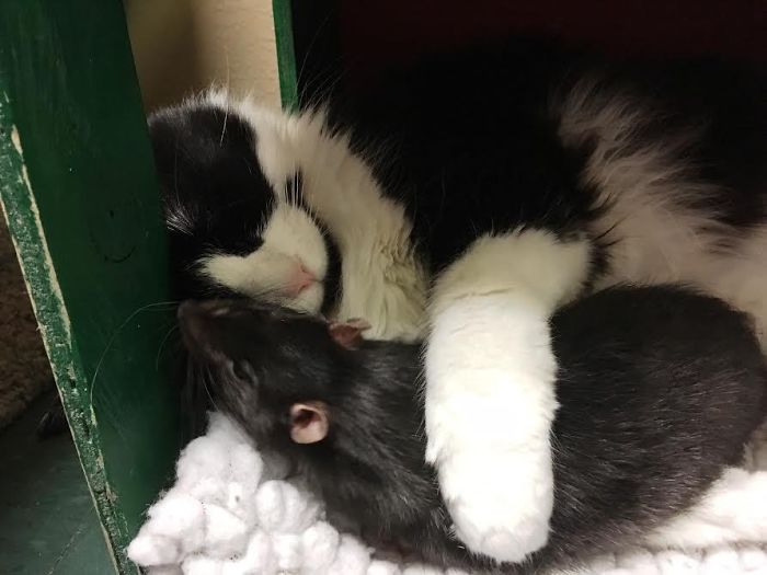 After This Cat, Dog, And Rat Were Left At A Shelter Together They Refuse To Be Separated