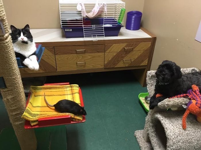 After This Cat, Dog, And Rat Were Left At A Shelter Together They Refuse To Be Separated After This Cat, Dog, And Rat Were Left At A Shelter Together They Refuse To Be Separated