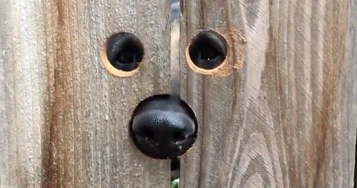 Neighbour Does The Most Brilliant Thing For A Dog Who Kept Jumping Every Day To Say Hello: