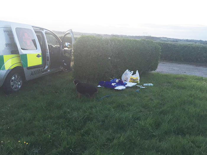 dog-left-abandoned-field-note-tessa-5 dog-left-abandoned-field-note-tessa-5