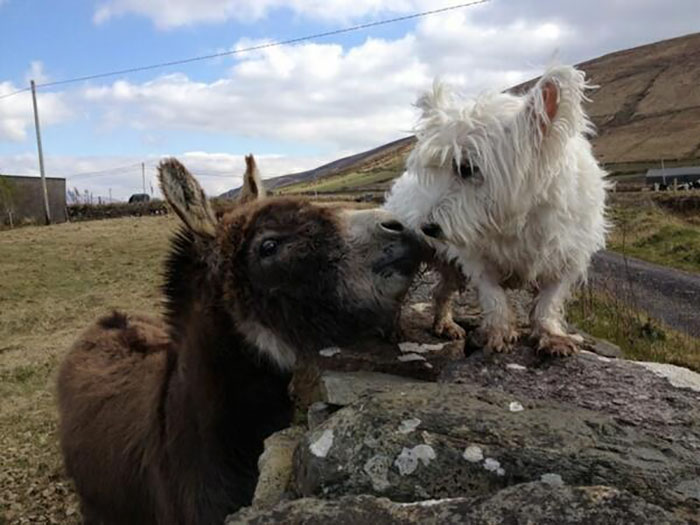 donkey-dog-long-distance-friendship-jack-buster-1 donkey-dog-long-distance-friendship-jack-buster-1