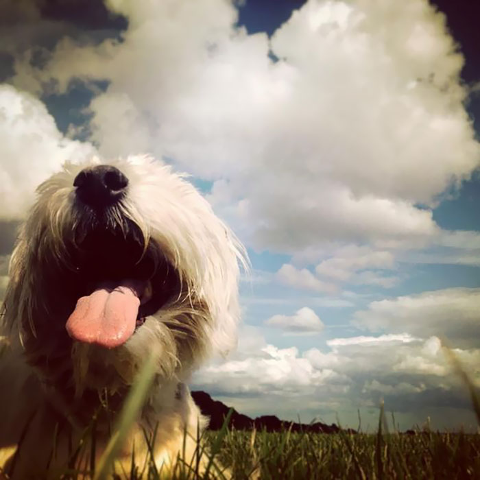 donkey-dog-long-distance-friendship-jack-buster-2 donkey-dog-long-distance-friendship-jack-buster-2