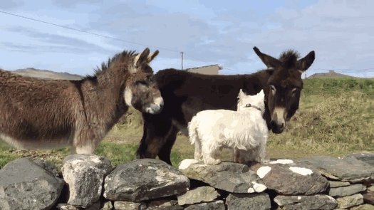 donkey-dog-long-distance-friendship-jack-buster-5 donkey-dog-long-distance-friendship-jack-buster-5