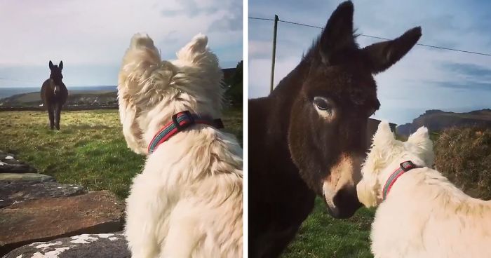 Dog And Donkey Figured Out This Whole Long-Distance Relationship Thing