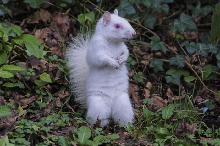 Rare Albino Squirrel Is Photographed