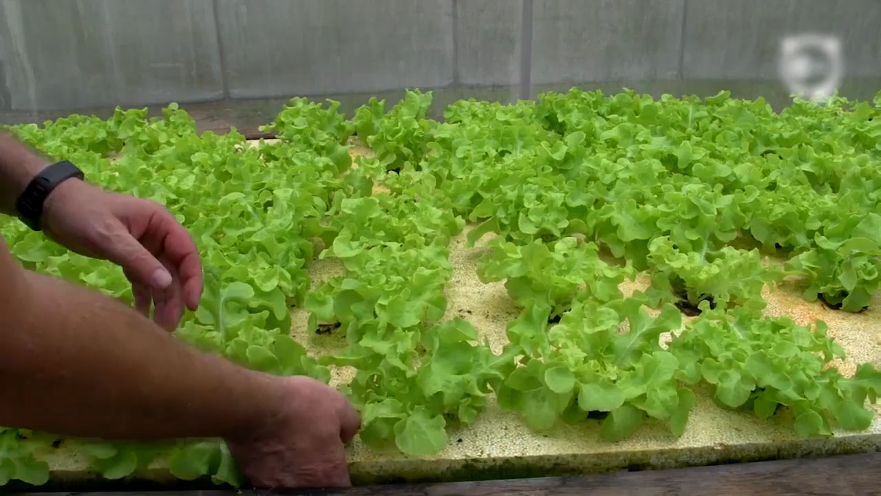 Revolutionary Farming Technique That Uses Fish