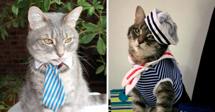 This Cat Enjoys Dressing Up!