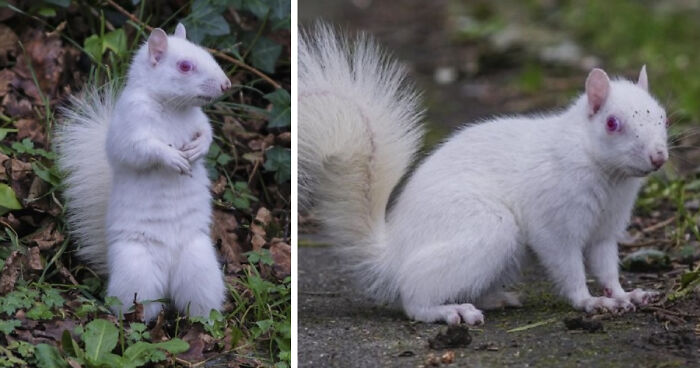 Rare Albino Squirrel Is Photographed