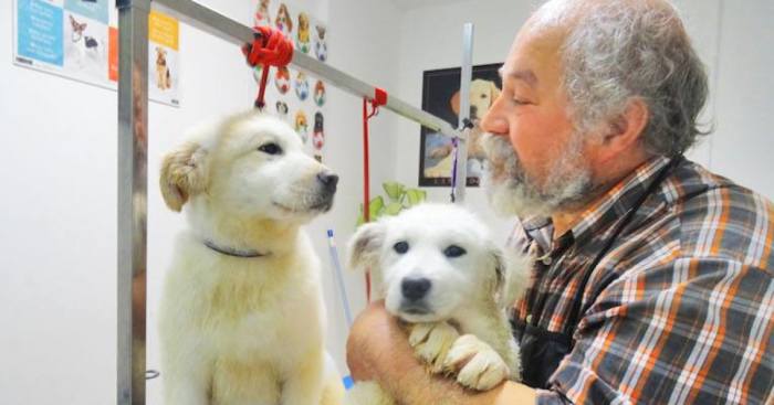 950 Dogs Will Lose Their Refuge At The End Of This Month And They Need Your Help