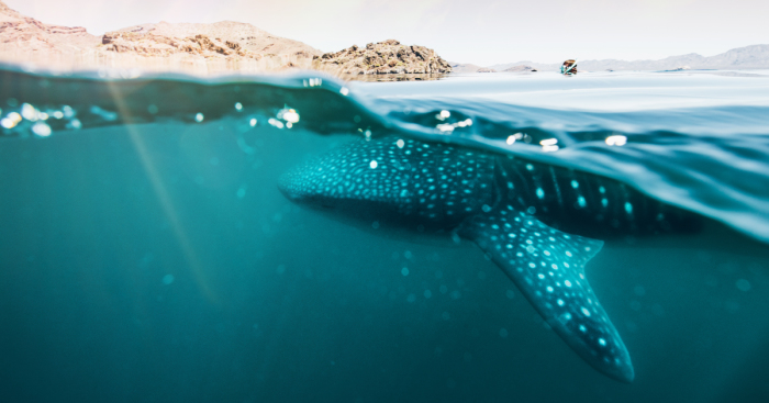 Crossed Off A Bucket List: Swimming With Whale Sharks