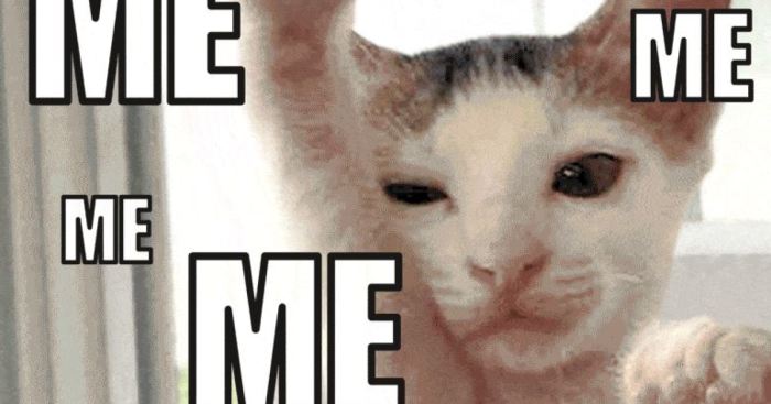 Spca Turns Adoption Announcements Into Gif Memes
