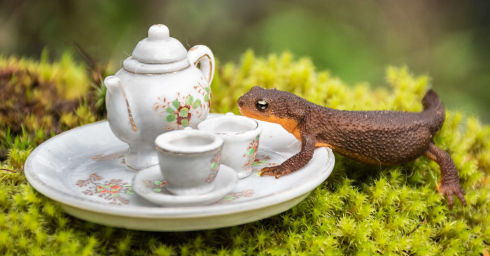 An Unusual Tea Party With My Forest Friends