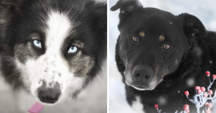 I Photograph Homeless Dogs To Find Their New Homes