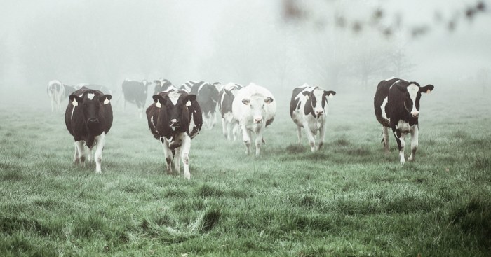 I Captured The Mystery Of Fog