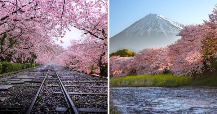 I Captured Sakura Bloom In JapanI Captured Sakura Bloom In Japan