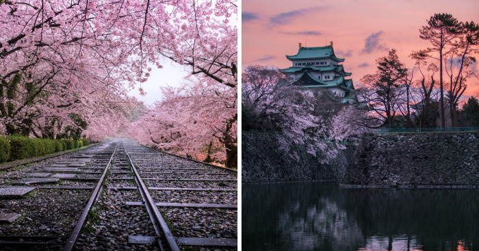 I Captured Sakura Bloom In Japan