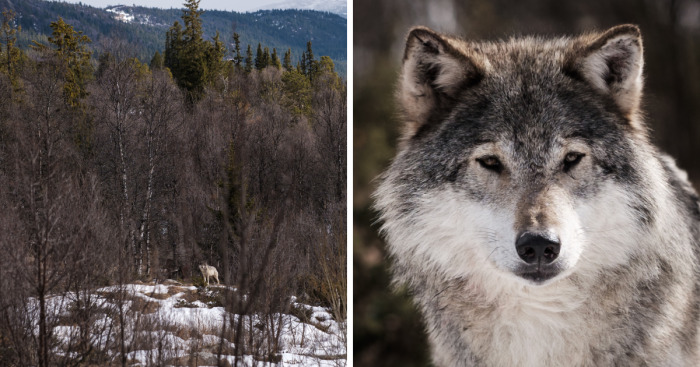 I Took Powerful Portraits Of Wolves In Norway