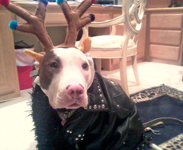 Left My Mom Alone With My Dog For Five Minutes