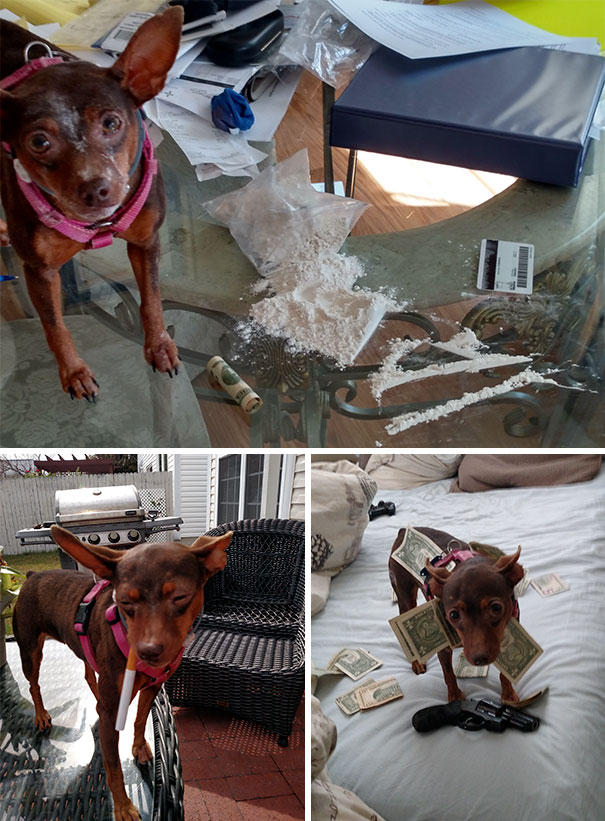 I Was Asked To Dogsit