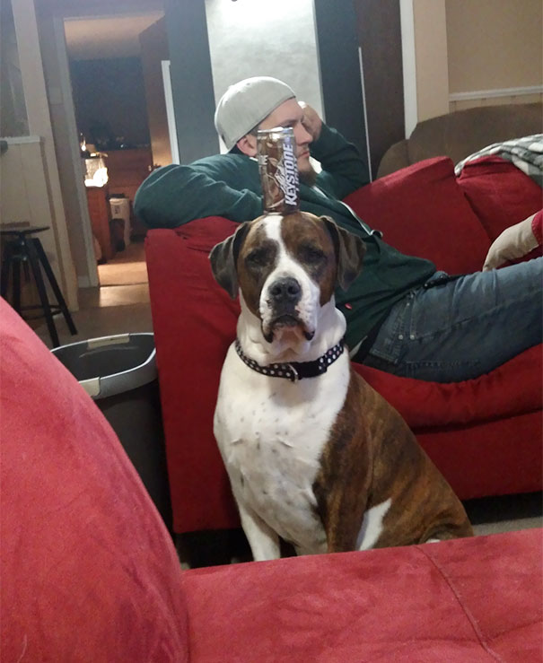 My Brother Asked Me To Dogsit. Am I Doing It Right?