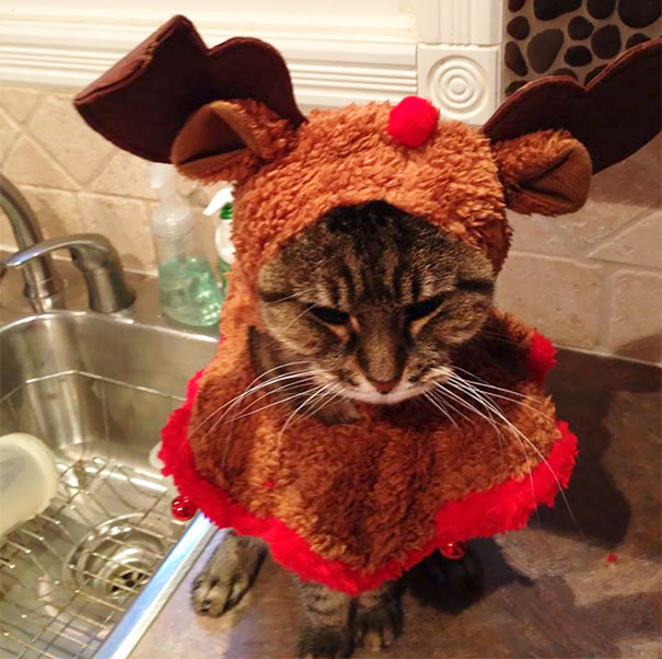 So My Mother Just Sent Me This Of My Cat