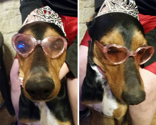 When My Parents Babysit My Dog This Happens