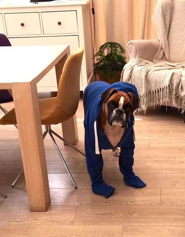 When You Leave The Dog Alone With Untrustworthy People (Like Family Members Or Close Friends) For Too Long