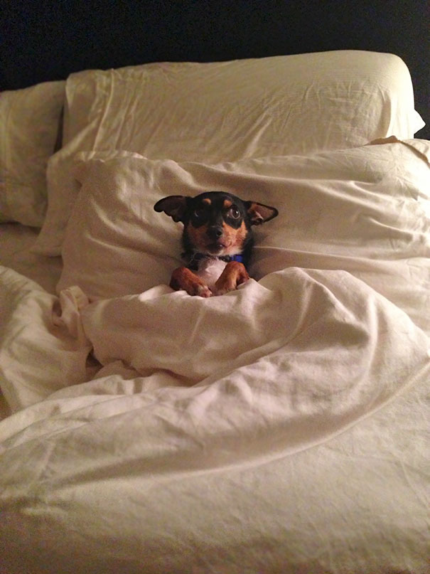 I Asked My Friend How My Dog Was Getting Along Without Me For The Weekend. This Was The Response