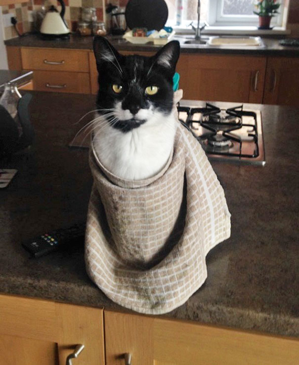 When I Left Home I Asked My Dad To Send Me Weekly Photos Of My Cat, This Is The Most Recent